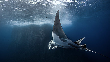 simsearch:614-08720852,k - Underwater view of Giant Manta Ray near the pinnacle of roca partida, Socorro, Baja California, Mexico Stock Photo - Premium Royalty-Free, Code: 614-09249706