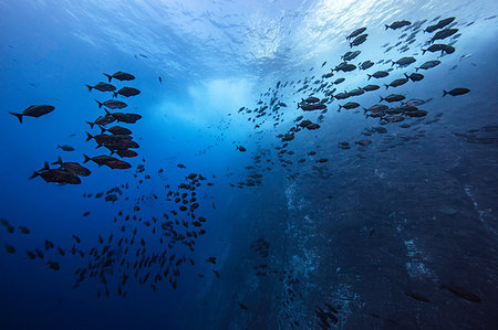 Schools of fish swimming near the pinnacle of roca partida, Socorro, Baja California, Mexico Stock Photo - Premium Royalty-Free, Code: 614-09249707