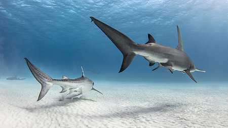 Underwater view of great hammerhead shark and tiger shark swimming over seabed, Alice Town, Bimini, Bahamas Stock Photo - Premium Royalty-Free, Code: 614-09249714