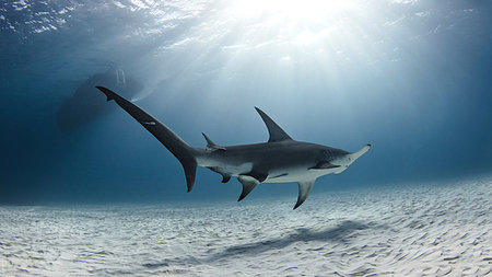 Underwater view of great hammerhead shark swimming over seabed, Alice Town, Bimini, Bahamas Photographie de stock - Premium Libres de Droits, Code: 614-09249715