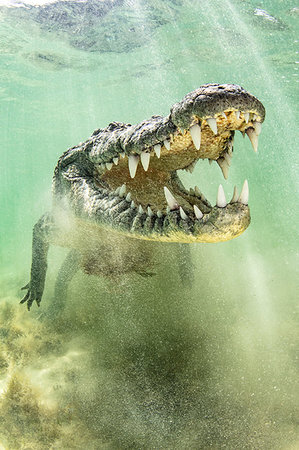 American Saltwater Crocodile above sandy seabed on the atoll of Chinchorro Banks, low angle view, Xcalak, Quintana Roo, Mexico Stock Photo - Premium Royalty-Free, Code: 614-09249718