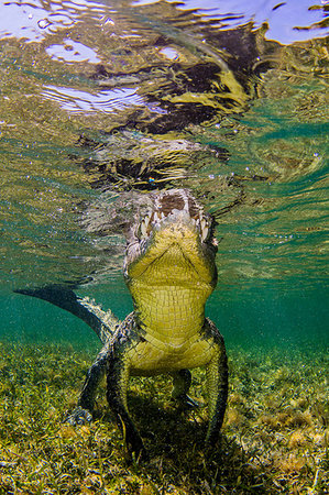 American Saltwater Crocodile on the atoll of Chinchorro Banks, low angle view, Xcalak, Quintana Roo, Mexico Photographie de stock - Premium Libres de Droits, Code: 614-09249711