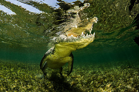 American Saltwater Crocodile on the atoll of Chinchorro Banks, low angle view, Xcalak, Quintana Roo, Mexico Stock Photo - Premium Royalty-Free, Code: 614-09249712