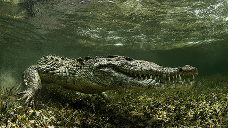 American Saltwater Crocodile on the atoll of Chinchorro Banks, low angle view, Xcalak, Quintana Roo, Mexico Foto de stock - Sin royalties Premium, Código: 614-09249713