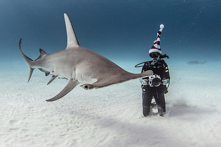 scuba shark - Underwater view of great hammerhead shark and female scuba diver with camera on seabed, Alice Town, Bimini, Bahamas Stock Photo - Premium Royalty-Free, Code: 614-09249722