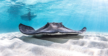 pastenague - Underwater view of southern stingray over seabed, Alice Town, Bimini, Bahamas Photographie de stock - Premium Libres de Droits, Code: 614-09249732