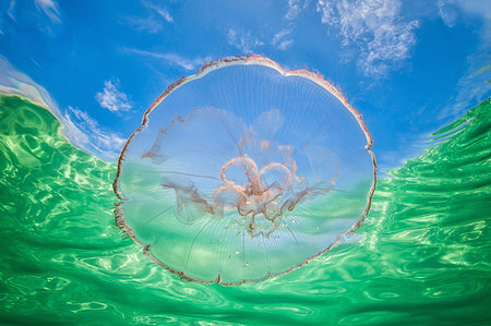 simsearch:670-04249663,k - Moon jellyfish harbouring baby fish for protection against predators Photographie de stock - Premium Libres de Droits, Code: 614-09249772