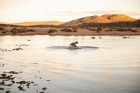 Hippopotamus in watering hole, Cape Town, Western Cape, South Africa Foto de stock - Sin royalties Premium, Código: 614-09258584