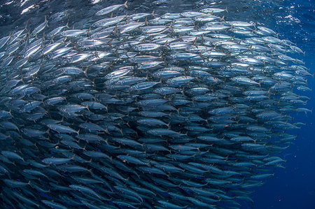 Mackerel baitballs underwater, Punta Baja, Baja California, Mexico Stock Photo - Premium Royalty-Free, Code: 614-09258819