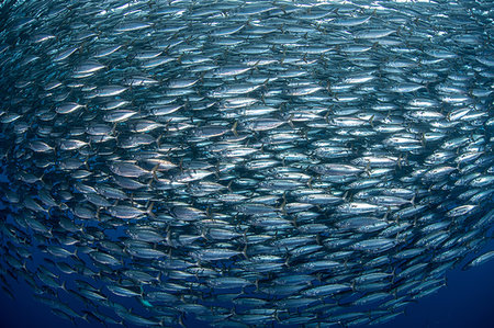 simsearch:649-08924536,k - Mackerel baitballs underwater, Punta Baja, Baja California, Mexico Photographie de stock - Premium Libres de Droits, Code: 614-09258821