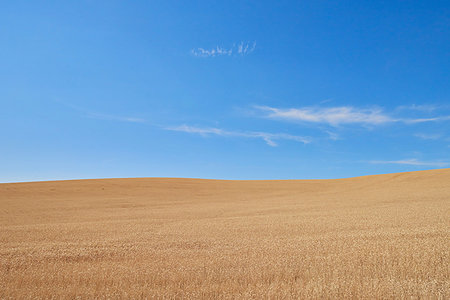 simsearch:614-09178157,k - Blue skies over wheat field, Tensed, Idaho, United States Foto de stock - Sin royalties Premium, Código: 614-09258865