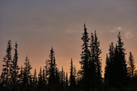 simsearch:649-09149045,k - Silhouetted trees in countryside, Chicken, Alaska, United States Foto de stock - Sin royalties Premium, Código: 614-09258868