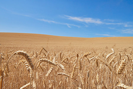 simsearch:614-09178157,k - Blue skies over wheat field, Tensed, Idaho, United States Foto de stock - Sin royalties Premium, Código: 614-09258863