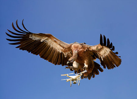 Nature versus Technology concept. Eagle attacking airborne drone against blue sky, digitally enhanced image Stock Photo - Premium Royalty-Free, Code: 614-09258904