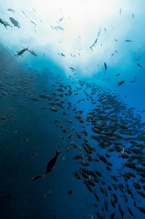 Shoal of fish, Revillagigedo Islands, Socorro, Baja California, Mexico Stock Photo - Premium Royalty-Free, Code: 614-09258944