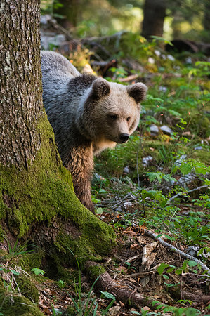 eurasian brown bear - European brown bear (Ursus arctos) behind tree in Notranjska forest, Slovenia Stock Photo - Premium Royalty-Free, Code: 614-09253564