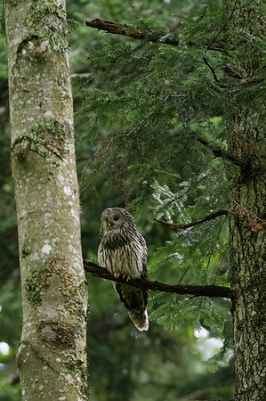 simsearch:614-09078899,k - Ural owl (Strix uralensis) perched in tree, Notranjska forest, Slovenia Stock Photo - Premium Royalty-Free, Code: 614-09253570