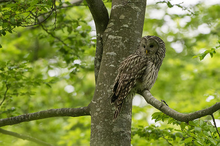 strix uralensis - Ural owl (Strix uralensis) perched in tree looking back, Notranjska forest, Slovenia Photographie de stock - Premium Libres de Droits, Code: 614-09253572