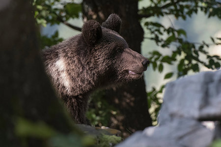 eurasian brown bear - European brown bear (Ursus arctos), side view, Notranjska forest, Slovenia Stock Photo - Premium Royalty-Free, Code: 614-09253580