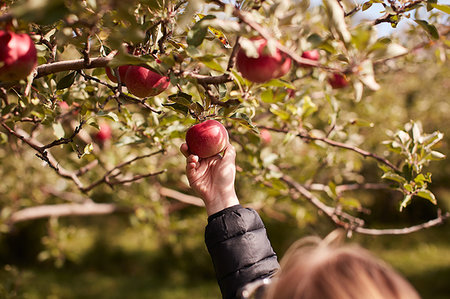 simsearch:6102-07768474,k - Girl picking apples from tree Fotografie stock - Premium Royalty-Free, Codice: 614-09253751