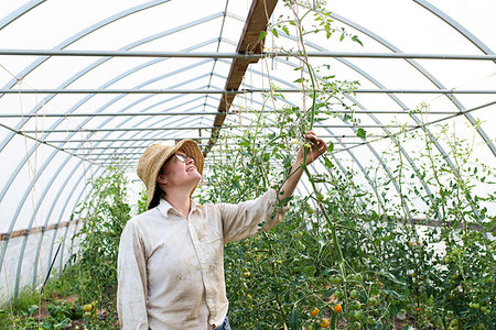 simsearch:614-08119682,k - Mature female gardener looking at tomato plants in polytunnel Photographie de stock - Premium Libres de Droits, Code: 614-09253810