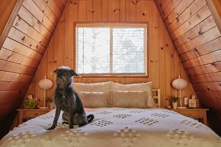 Dog on bed in A-frame house Stock Photo - Premium Royalty-Free, Code: 614-09253830