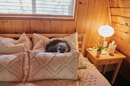 Dog on bed Stock Photo - Premium Royalty-Free, Code: 614-09253831