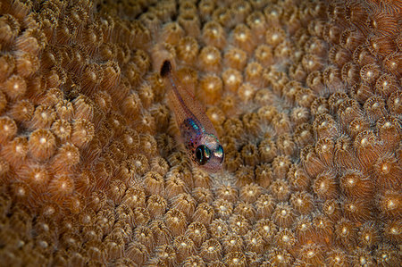 Underwater view of small fish camouflaged in protective coral, Eleuthera, Bahamas Photographie de stock - Premium Libres de Droits, Code: 614-09253924