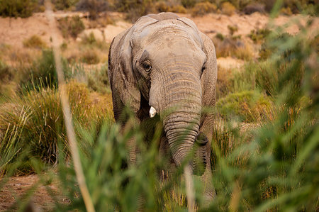 simsearch:614-09277084,k - Elephant grazing in nature reserve, Touws River, Western Cape, South Africa Foto de stock - Sin royalties Premium, Código: 614-09276744