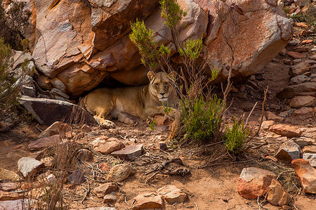simsearch:614-09277084,k - Lioness resting below boulder, Touws River, Western Cape, South Africa Foto de stock - Sin royalties Premium, Código: 614-09276742