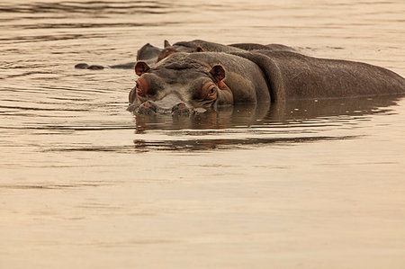 simsearch:614-09277084,k - Two hippopotamuses swimming in river, Touws River, Western Cape, South Africa Foto de stock - Sin royalties Premium, Código: 614-09276754