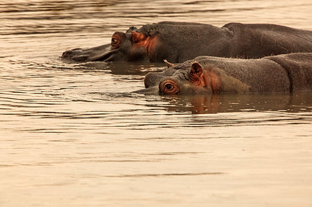 simsearch:614-09277084,k - Two hippopotamuses swimming in river, Touws River, Western Cape, South Africa Foto de stock - Sin royalties Premium, Código: 614-09276755