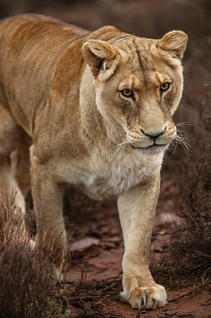 simsearch:614-09277084,k - Lioness in nature reserve, Touws River, Western Cape, South Africa Foto de stock - Sin royalties Premium, Código: 614-09276757