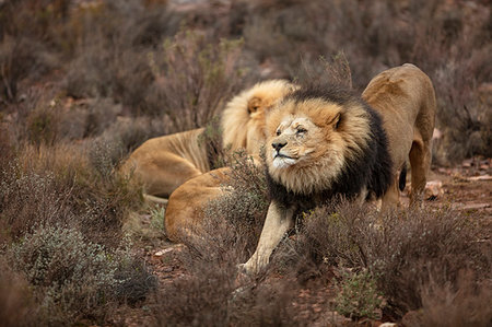 simsearch:614-09277084,k - Pride of lions resting in nature reserve, Touws River, Western Cape, South Africa Foto de stock - Sin royalties Premium, Código: 614-09276758