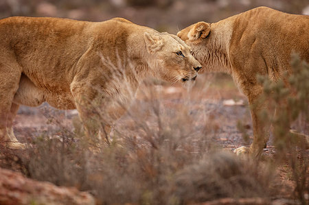 simsearch:614-09277084,k - Two lioness bonding in nature reserve, Touws River, Western Cape, South Africa Foto de stock - Sin royalties Premium, Código: 614-09276759