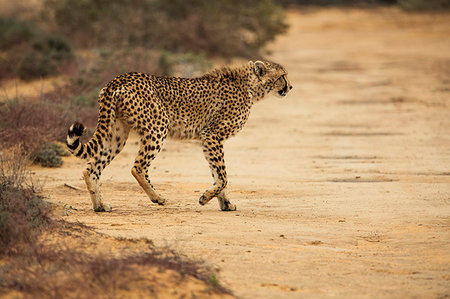 simsearch:614-09277084,k - Cheetah crossing gravel trail in nature reserve, Touws River, Western Cape, South Africa Foto de stock - Sin royalties Premium, Código: 614-09276751