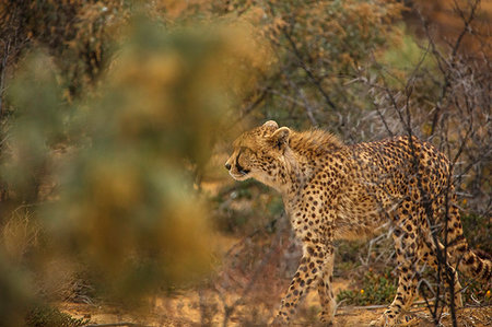 simsearch:614-09277084,k - Cheetah in bushes, Touws River, Western Cape, South Africa Foto de stock - Sin royalties Premium, Código: 614-09276752