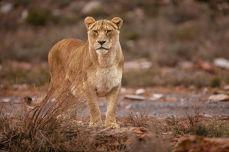 simsearch:614-09277084,k - Lioness in nature reserve, Touws River, Western Cape, South Africa Foto de stock - Sin royalties Premium, Código: 614-09276760