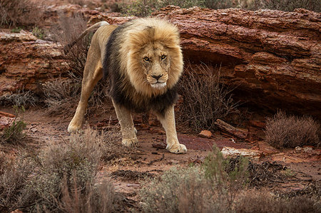 simsearch:614-09277084,k - Lion urinating to mark territory in nature reserve, Touws River, Western Cape, South Africa Foto de stock - Sin royalties Premium, Código: 614-09276762