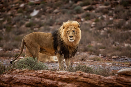 simsearch:614-09277084,k - Lion in nature reserve, Touws River, Western Cape, South Africa Foto de stock - Sin royalties Premium, Código: 614-09276763