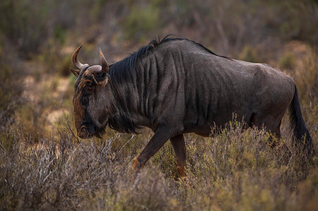 simsearch:693-03306448,k - Wildebeest in nature reserve, Touws River, Western Cape, South Africa Stockbilder - Premium RF Lizenzfrei, Bildnummer: 614-09276779