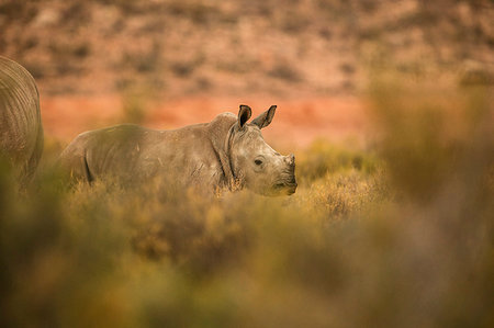 rhinoceros calf - Rhinoceros calf in nature reserve, Touws River, Western Cape, South Africa Stock Photo - Premium Royalty-Free, Code: 614-09276770