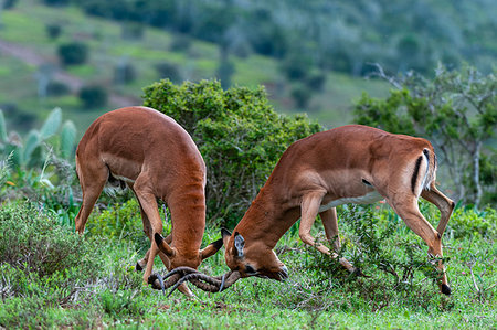 simsearch:614-06169171,k - Impala (Aepyceros melampus) fighting, Kariega Game Reserve, South Africa Stockbilder - Premium RF Lizenzfrei, Bildnummer: 614-09277004