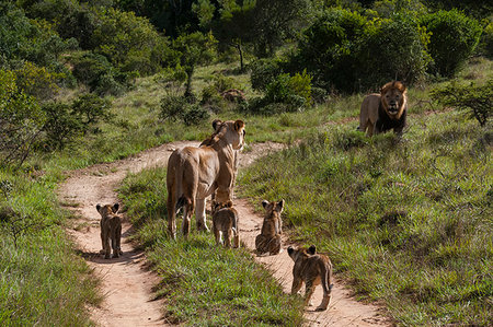 Family of lion (Panthera Leo) and cubs, Kariega Game Reserve, South Africa Stock Photo - Premium Royalty-Free, Code: 614-09277007