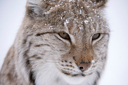 simsearch:614-09277084,k - European Lynx (Lynx lynx),  Captive, Polar Park, Norway Foto de stock - Sin royalties Premium, Código: 614-09277002