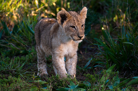 simsearch:878-07442577,k - Lion cub (Panthera leo), Kariega Game Reserve, South Africa Photographie de stock - Premium Libres de Droits, Code: 614-09277003