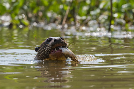 simsearch:614-09277084,k - Giant otter (Pteronura brasiliensis) eating fish in river, Pantanal, Mato Grosso, Brazil Foto de stock - Sin royalties Premium, Código: 614-09277075