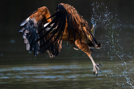 simsearch:614-09277084,k - Black-collared hawk (Busarellus nigricollis) fishing, Pantanal, Mato Grosso, Brazil Foto de stock - Sin royalties Premium, Código: 614-09277086