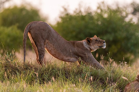 simsearch:649-07520405,k - Lioness, Panthera leo, stretching, Voi, Tsavo, Kenya Stock Photo - Premium Royalty-Free, Code: 614-09277120