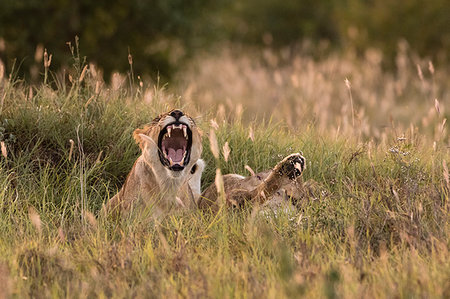 simsearch:614-09277084,k - Lioness, Panthera leo, Voi, Tsavo, Kenya Foto de stock - Sin royalties Premium, Código: 614-09277121